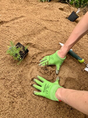 In Sand wird eine Fläche frei geschoben, Hände in grünen Gartenhandschuhen umfassen einen Setzling.
